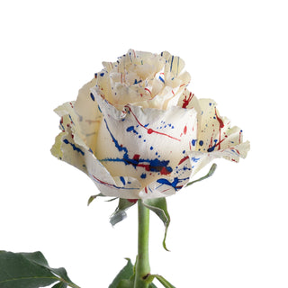 Firework Confetti Painted Roses Red roses - fresh-cut roses by Bloomingmore - ideal for weddings and floral events