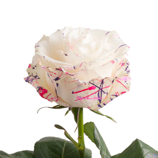 Ice Cream Confetti Painted Roses White roses - fresh-cut roses by Bloomingmore - ideal for weddings and floral events