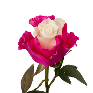 Marshmallow White & Hot Pink Painted Roses White roses - fresh-cut roses by Bloomingmore - ideal for weddings and floral events