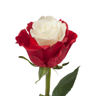 Marshmallow White & Red Painted Roses Red roses - fresh-cut roses by Bloomingmore - ideal for weddings and floral events