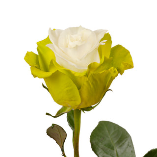 Marshmallow White & Lime Green Painted Roses White roses - fresh-cut roses by Bloomingmore - ideal for weddings and floral events