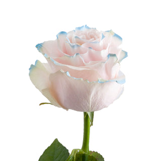 Summer Painted Roses Pink roses - fresh-cut roses by Bloomingmore - ideal for weddings and floral events