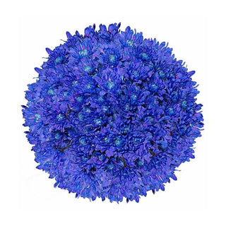 Dark Blue Tinted Pompom Cushion Green flowers - fresh-cut flowers by Bloomingmore - ideal for weddings and floral events