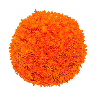 Orange Tinted Pompom Cushion Orange flowers - fresh-cut flowers by Bloomingmore - ideal for weddings and floral events