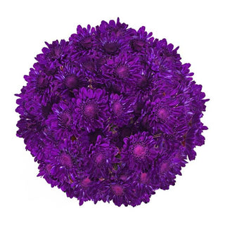 Purple Tinted Pompom Cushion Purple flowers - fresh-cut flowers by Bloomingmore - ideal for weddings and floral events