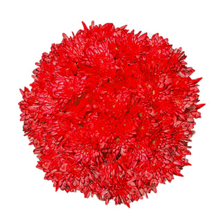 Red Tinted Pompom Cushion Red flowers - fresh-cut flowers by Bloomingmore - ideal for weddings and floral events
