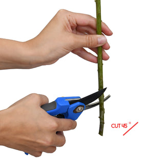 Red Tinted Pompom Cushion Red flowers - fresh-cut flowers by Bloomingmore - ideal for weddings and floral events