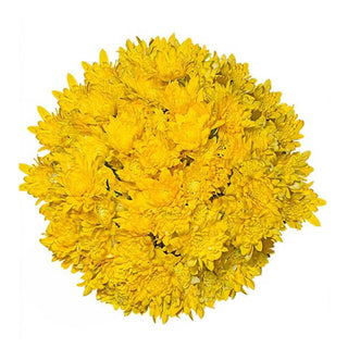 Yellow Tinted Pompom Cushion Yellow flowers - fresh-cut flowers by Bloomingmore - ideal for weddings and floral events