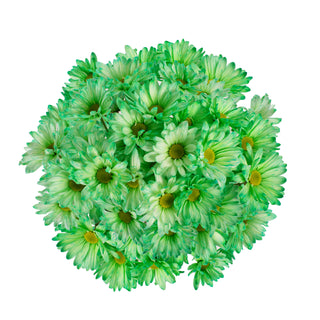 Green Tinted Pompom Daisies Green flowers - fresh-cut flowers by Bloomingmore - ideal for weddings and floral events