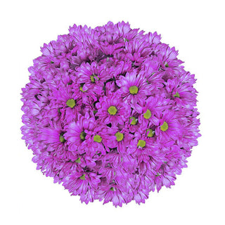 Lavender Tinted Pompom Daisy Mums Lavender flowers - fresh-cut flowers by Bloomingmore - ideal for weddings and floral events