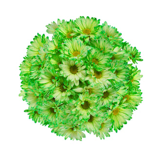 Lime Green Tinted Pompom Daisies Green flowers - fresh-cut flowers by Bloomingmore - ideal for weddings and floral events