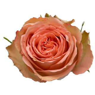 Princess Crown Garden Rose - 75 Stems Peach roses - fresh-cut roses by Bloomingmore - ideal for weddings and floral events