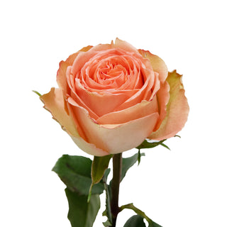 Princess Crown Garden Rose - 75 Stems Peach roses - fresh-cut roses by Bloomingmore - ideal for weddings and floral events