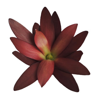 Safari Sunset Proteas Red flowers - fresh-cut flowers by Bloomingmore - ideal for weddings and floral events