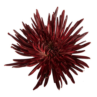 Burgundy Painted Anastasia Spider Mums Burgundy flowers - fresh-cut flowers by Bloomingmore - ideal for weddings and floral events