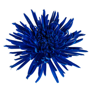 Blue Painted Anastasia Spider Mums Blue flowers - fresh-cut flowers by Bloomingmore - ideal for weddings and floral events