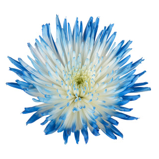 Light Blue & White Painted Bi-Colored Anastasia Spider Mums Red flowers - fresh-cut flowers by Bloomingmore - ideal for weddings and floral events