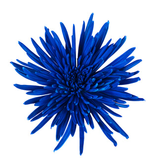 Patriotic Blue Painted Anastasia Spider Mums Blue flowers - fresh-cut flowers by Bloomingmore - ideal for weddings and floral events