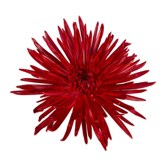 Red Painted Anastasia Spider Mums Red flowers - fresh-cut flowers by Bloomingmore - ideal for weddings and floral events