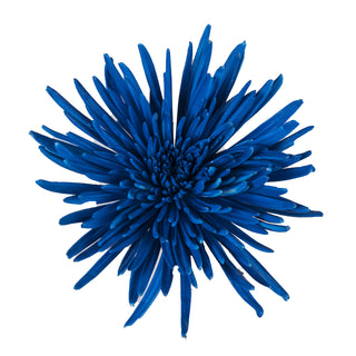 Teal Blue Painted Anastasia Spider Mums Blue flowers - fresh-cut flowers by Bloomingmore - ideal for weddings and floral events