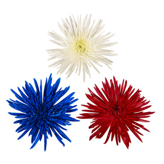 Patriotic Assorted Anastasia Spider Mums Blue flowers - fresh-cut flowers by Bloomingmore - ideal for weddings and floral events
