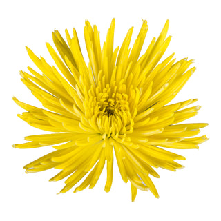 Yellow Painted Anastasia Spider Mums Yellow flowers - fresh-cut flowers by Bloomingmore - ideal for weddings and floral events