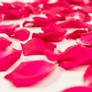 Hot Pink Rose Petals Pink roses - fresh-cut roses by Bloomingmore - perfect for gifting or decoration