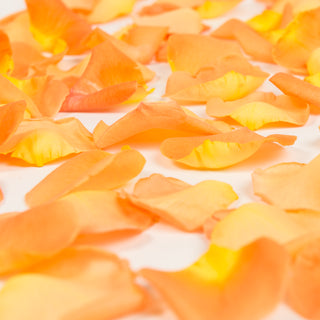 Orange Rose Petals Orange roses - fresh-cut roses by Bloomingmore - perfect for gifting or decoration