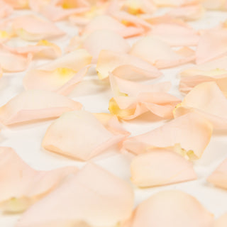 Peach Rose Petals Peach roses - fresh-cut roses by Bloomingmore - perfect for gifting or decoration