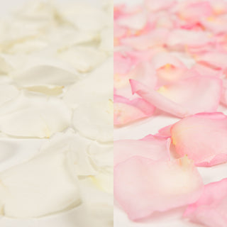 White and Pink Rose Petals White roses - fresh-cut roses by Bloomingmore - perfect for gifting or decoration