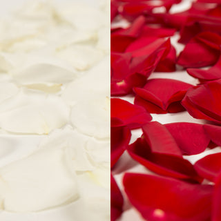 Red and White Rose Petals Red roses - fresh-cut roses by Bloomingmore - perfect for gifting or decoration