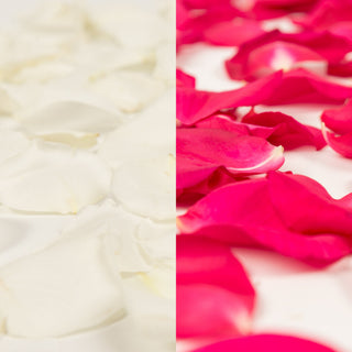 White and Hot Pink Rose Petals White roses - fresh-cut roses by Bloomingmore - perfect for gifting or decoration