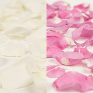 White and Lavender Rose Petals White roses - fresh-cut roses by Bloomingmore - perfect for gifting or decoration