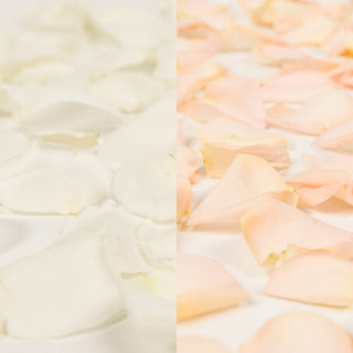 White and Peach Rose Petals White roses - fresh-cut roses by Bloomingmore - perfect for gifting or decoration