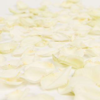 White Rose Petals White roses - fresh-cut roses by Bloomingmore - perfect for gifting or decoration