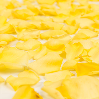Yellow Rose Petals Yellow roses - fresh-cut roses by Bloomingmore - perfect for gifting or decoration