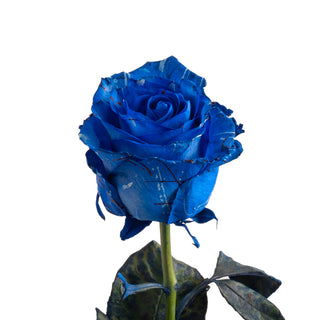 Independence Confetti Tinted Roses Blue roses - fresh-cut roses by Bloomingmore - ideal for weddings and floral events