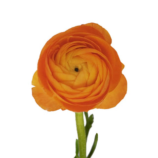 Orange Ranunculus Orange flowers - fresh-cut flowers by Bloomingmore - ideal for weddings and floral events