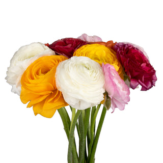 Assorted Ranunculus Assorted flowers - fresh-cut flowers by Bloomingmore - ideal for weddings and floral events