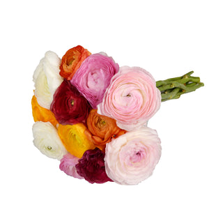 Assorted Ranunculus Assorted flowers - fresh-cut flowers by Bloomingmore - ideal for weddings and floral events