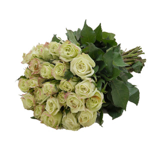 24 Farm Fresh Green Roses Green roses - fresh-cut roses by Bloomingmore - perfect for gifting or decoration