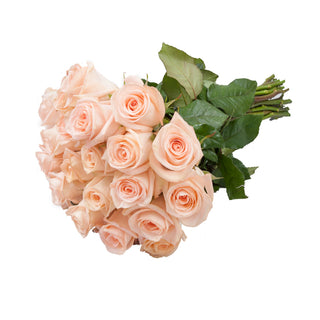 Peach & White Roses - Choose From 50 to 125 Stems White roses - fresh-cut roses by Bloomingmore - ideal for weddings and floral events