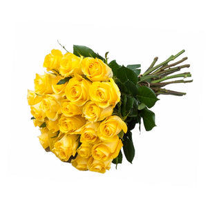 24 Farm Fresh Yellow Roses Yellow roses - fresh-cut roses by Bloomingmore - perfect for gifting or decoration