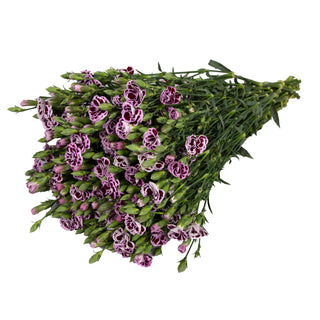 Rafines Milou Green flowers - fresh-cut flowers by Bloomingmore - ideal for weddings and floral events