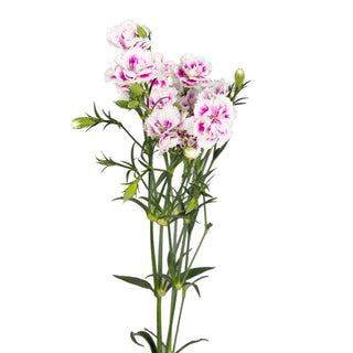 Rafines Thia Green flowers - fresh-cut flowers by Bloomingmore - ideal for weddings and floral events