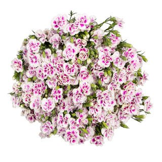 Rafines Thia Green flowers - fresh-cut flowers by Bloomingmore - ideal for weddings and floral events