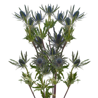 Blue lagoon Eryngium Green flowers - fresh-cut flowers by Bloomingmore - ideal for weddings and floral events