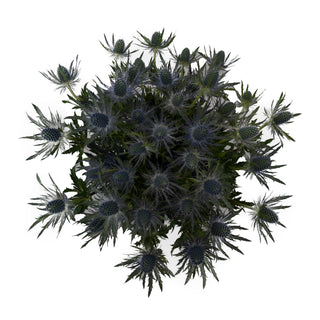 Blue lagoon Eryngium Green flowers - fresh-cut flowers by Bloomingmore - ideal for weddings and floral events