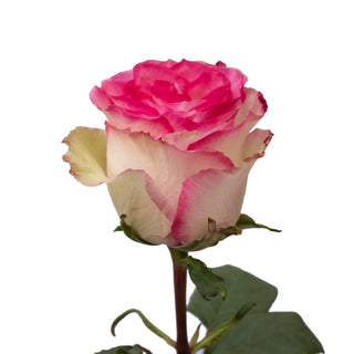 Pink & White Novelty Roses White roses - fresh-cut roses by Bloomingmore - ideal for weddings and floral events