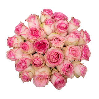 Pink & White Novelty Roses White roses - fresh-cut roses by Bloomingmore - ideal for weddings and floral events